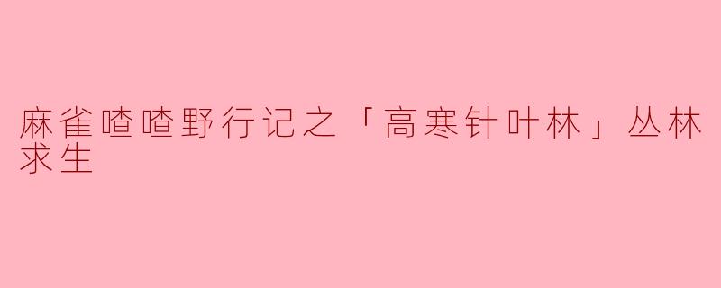 《麻雀喳喳野行记之「高寒针叶林」:雪松密影下的求生挑战》