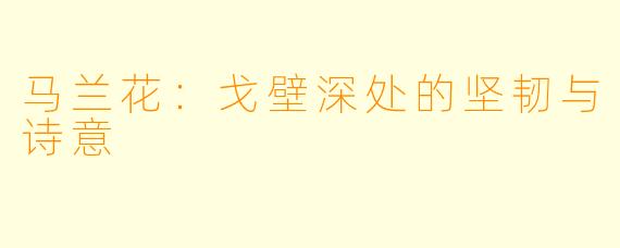 马兰花：戈壁深处的坚韧与诗意