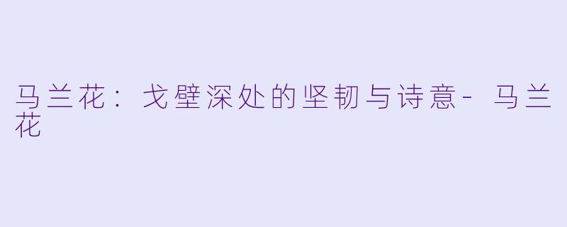 马兰花：戈壁深处的坚韧与诗意-马兰花
