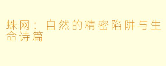 蛛网：自然的精密陷阱与生命诗篇