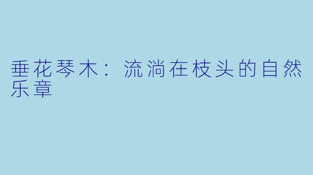 垂花琴木：流淌在枝头的自然乐章