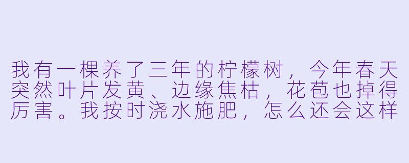 我有一棵养了三年的柠檬树,今年春天突然叶片发黄、边缘焦枯,花苞也掉得厉害。我按时浇水施肥,怎么还会这样?问题出在哪里?-园艺大师
