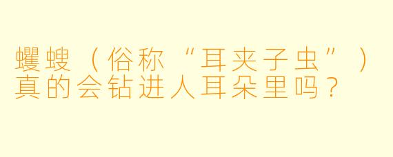 蠼螋(俗称“耳夹子虫”)真的会钻进人耳朵里吗?