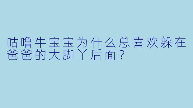 咕噜牛宝宝为什么总喜欢躲在爸爸的大脚丫后面？