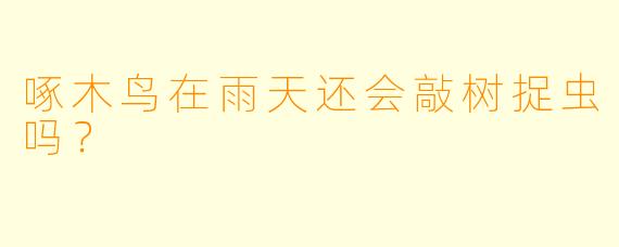啄木鸟在雨天还会敲树捉虫吗？
